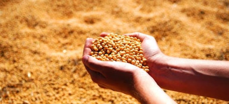 Especialista na produção de sementes Especialista na produção de sementes