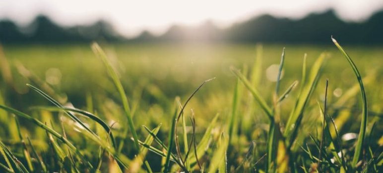 O melhor preço em sementes O melhor preço em sementes